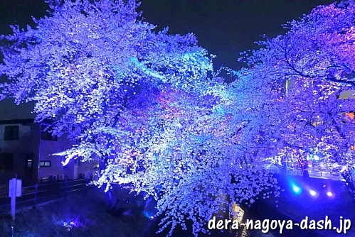 五条川(大口町)の夜桜ライトアップ