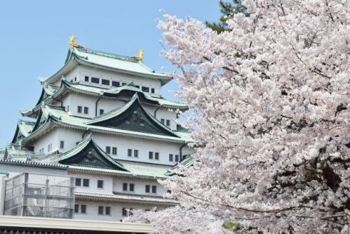 名古屋城の桜を見に行くよ【2021年の情報まとめ／桜まつりも】