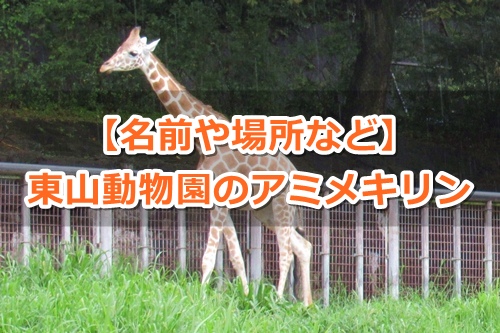 東山動物園(名古屋市千種区)のアミメキリンガイド