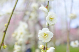 いなべ市梅林公園(三重県いなべ市)白い梅