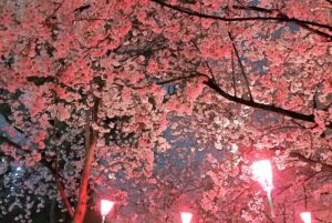 鶴舞公園(名古屋市昭和区)夜桜ライトアップ
