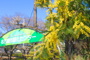 鶴舞公園(名古屋市昭和区)のミモザ(フサアカシア・緑化センターゲート脇)01