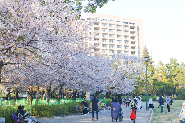 鶴舞公園の桜を見に行くよ｜2022年のお花見・屋台情報