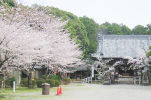 洲原神社(愛知県刈谷市)の桜と社殿01