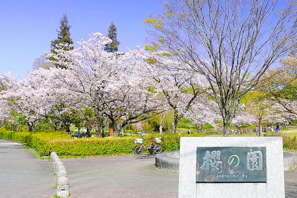 平和公園(名古屋市)桜の園01