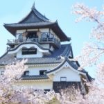 国宝犬山城の桜